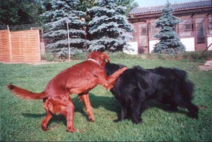 Bild: Setter Max und Neufundl�nder Tom