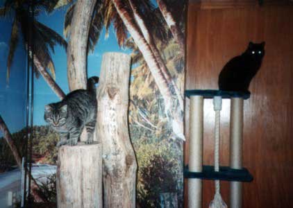 Bild: Die Katzenanlage Innen