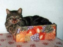 Bild: Findling- Kater Felix