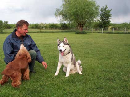 Bild: Cocker Bessy und Husky Inu
